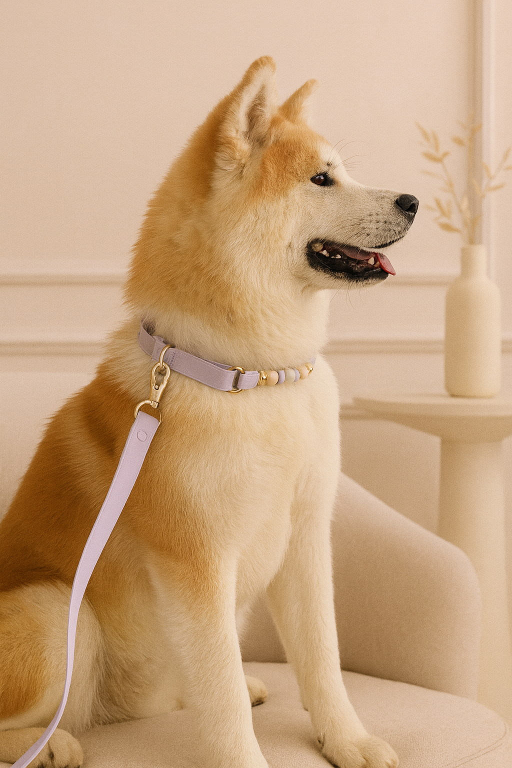 chien collier laisse lifestyle woofty