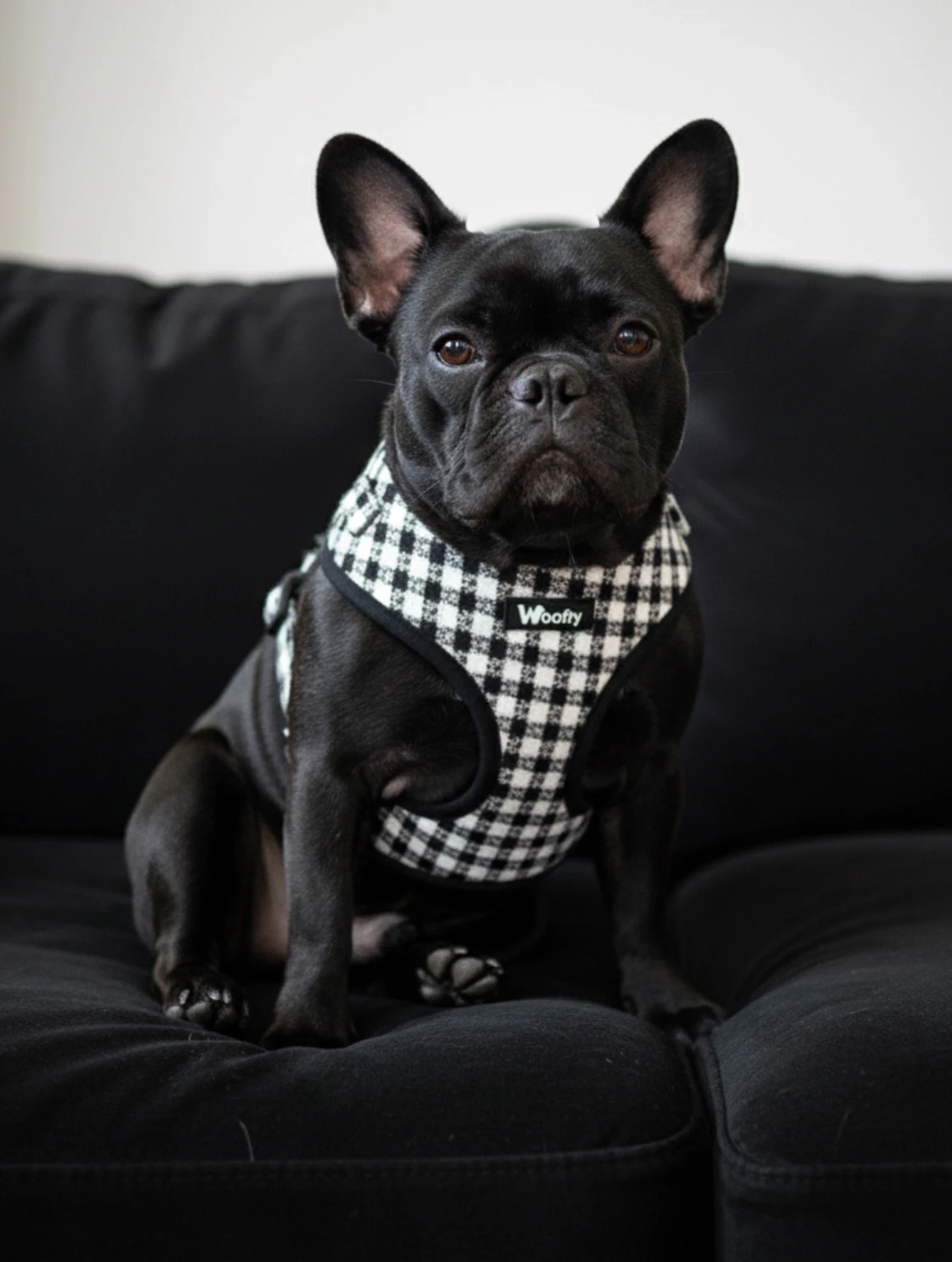 harnais vichy noir & blanc