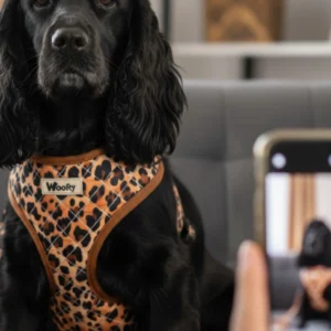 harnais vichy noir & blanc