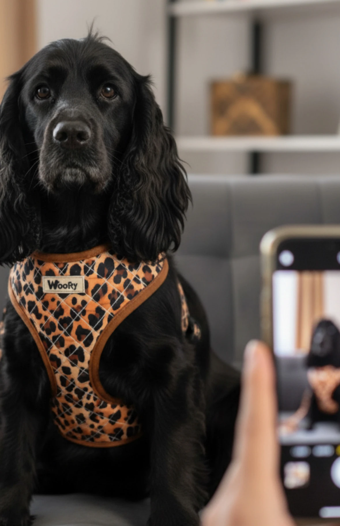 harnais vichy noir & blanc