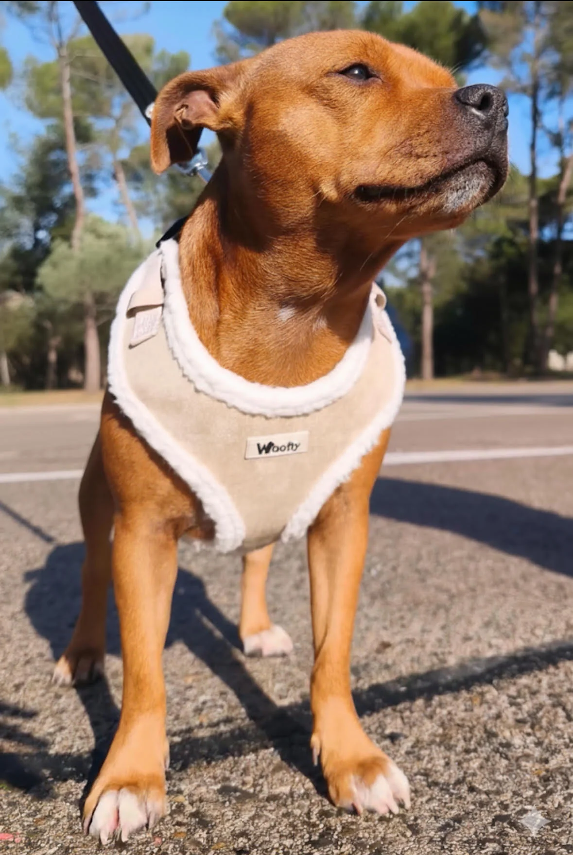 harnais daim sable cozy