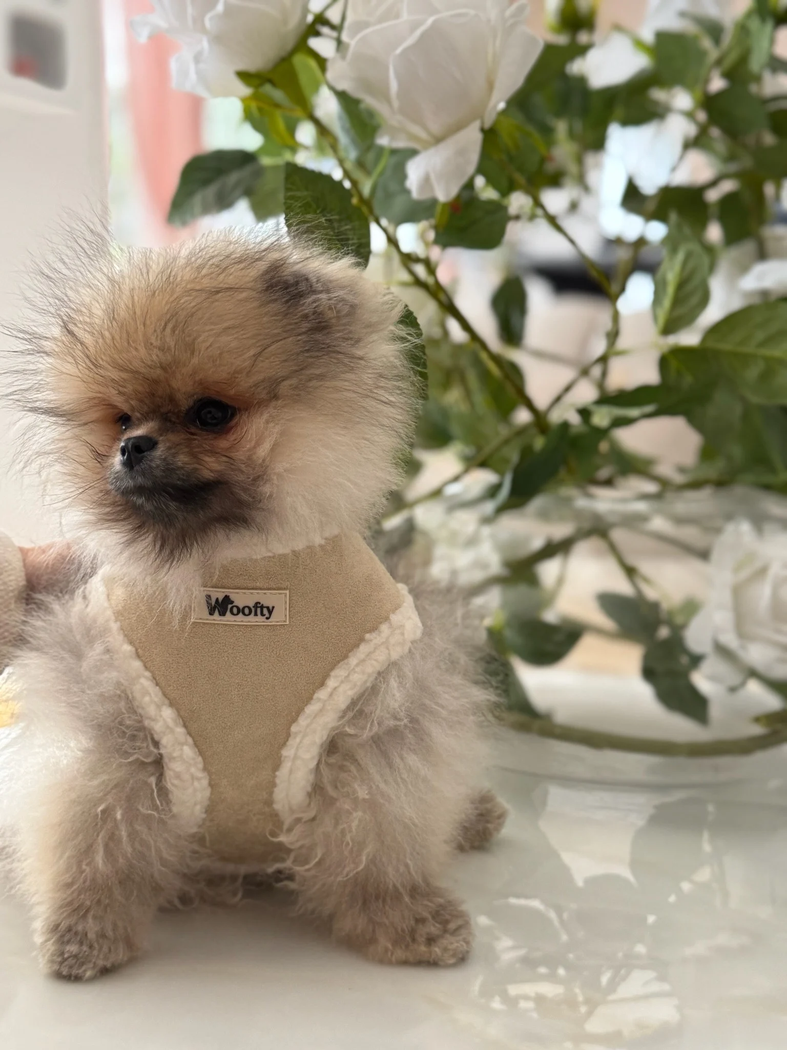 woofty harnais daim cozy moumoutte chic