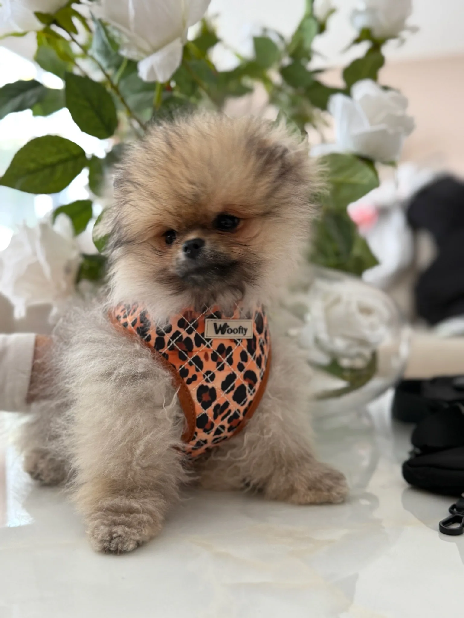 woofty harnais leopard matelasse chic