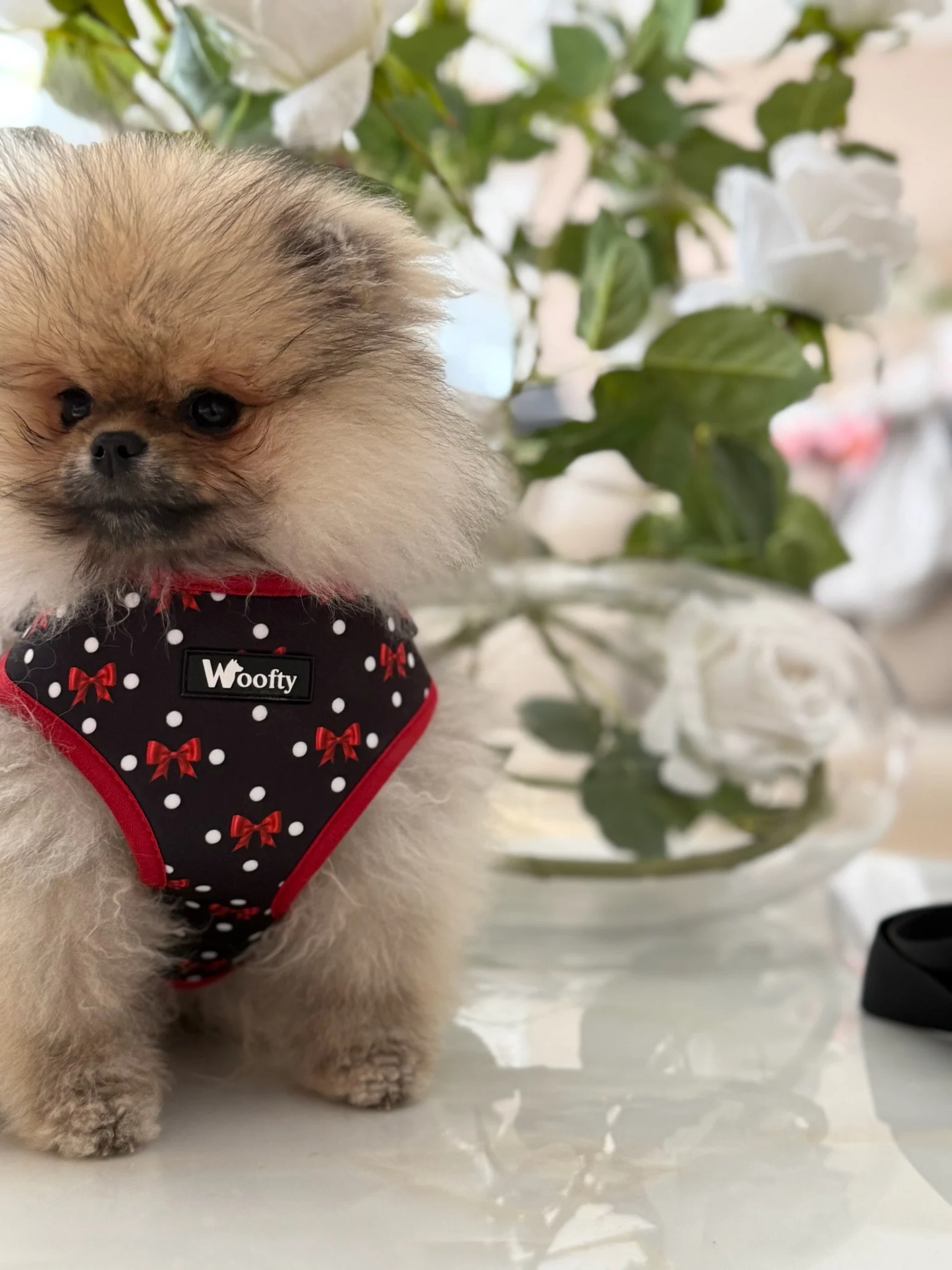 woofty harnais poids neouds rouges matelasse chic