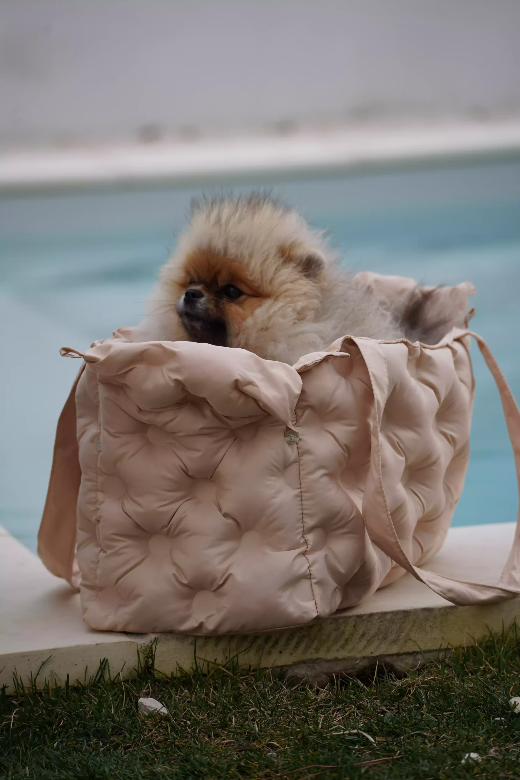 sac de transport woofty chien elegant chic beige (3)
