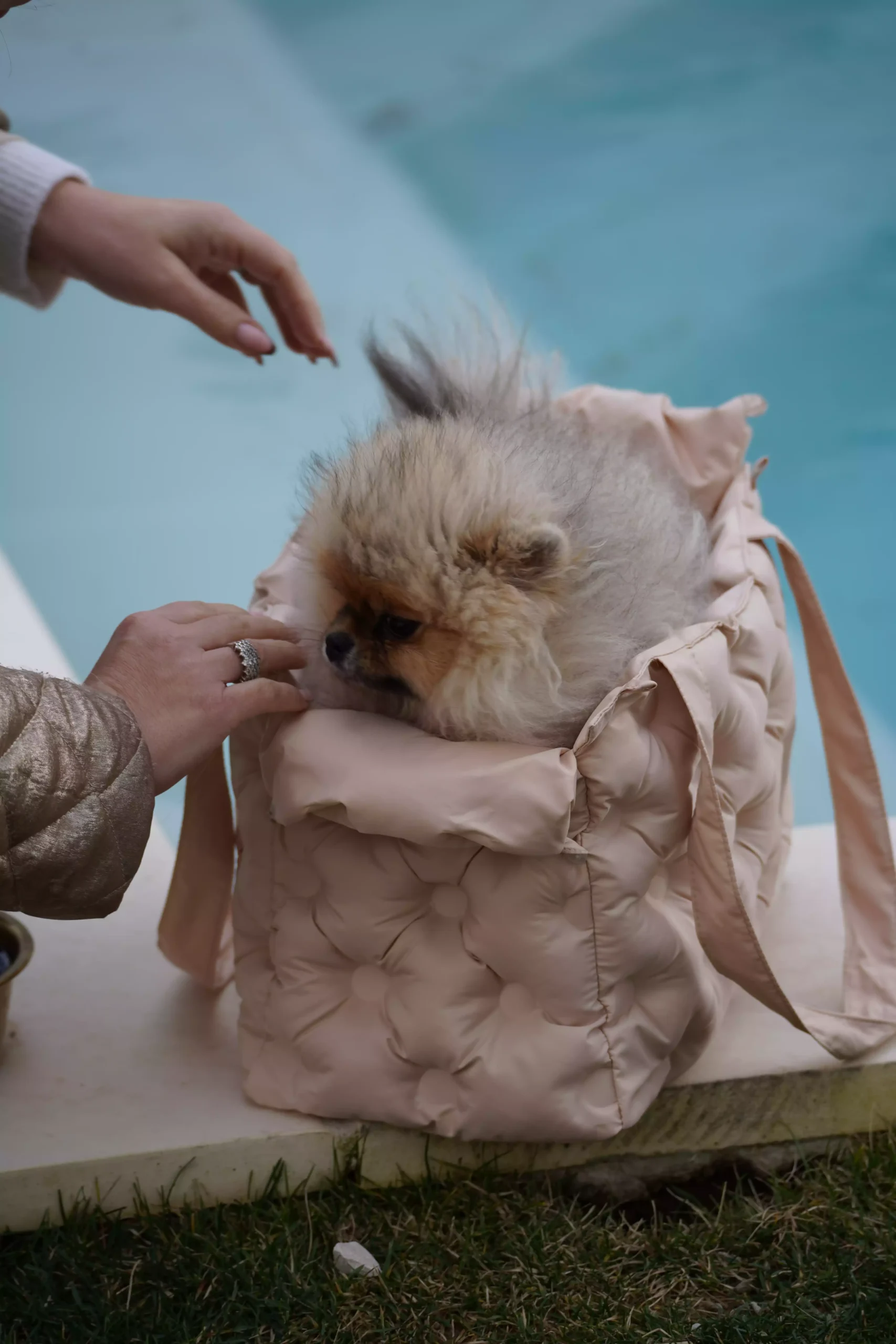 sac de transport woofty chien elegant chic beige (4)