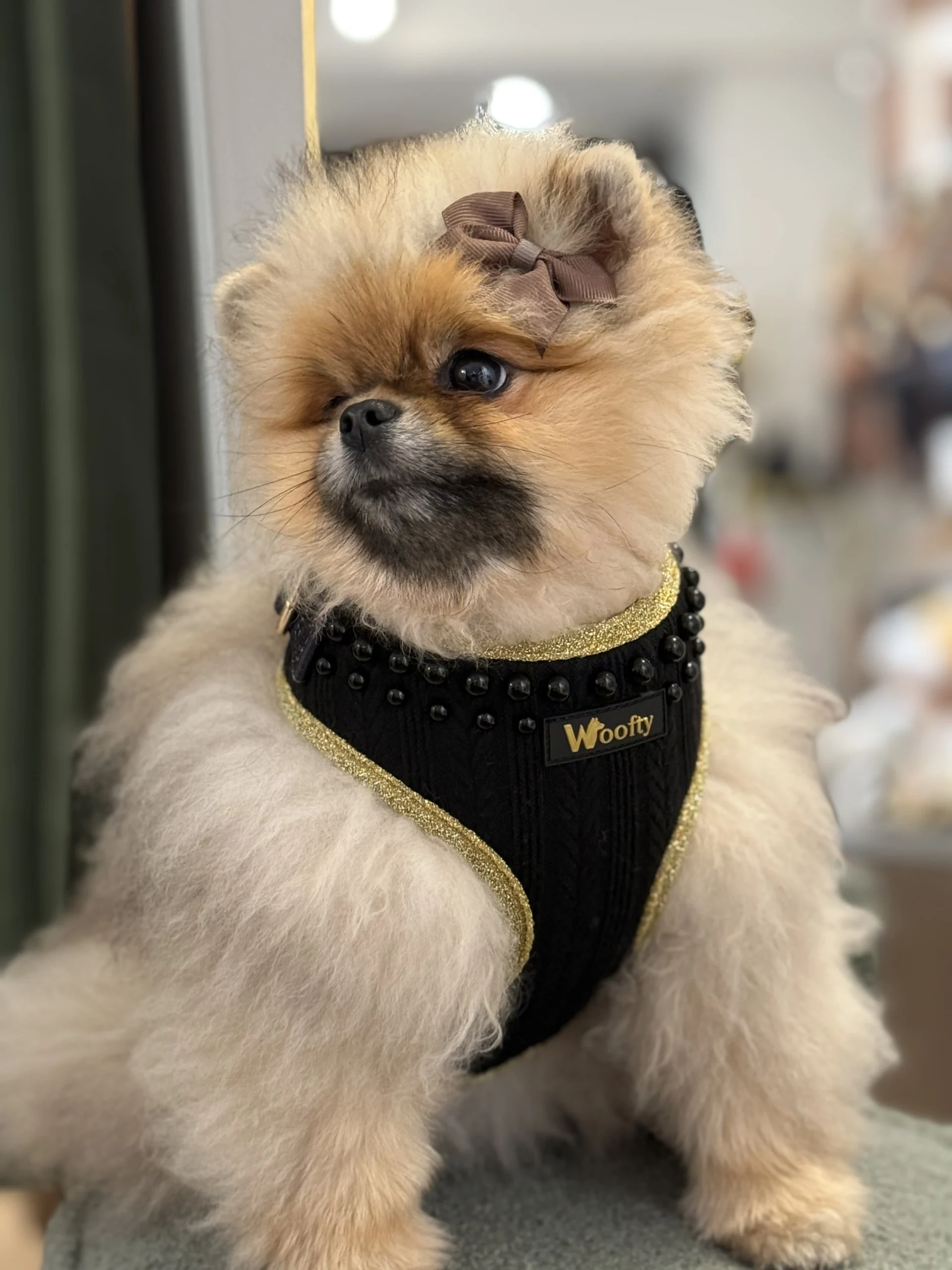 harnais tweed rouge & doré (copie)