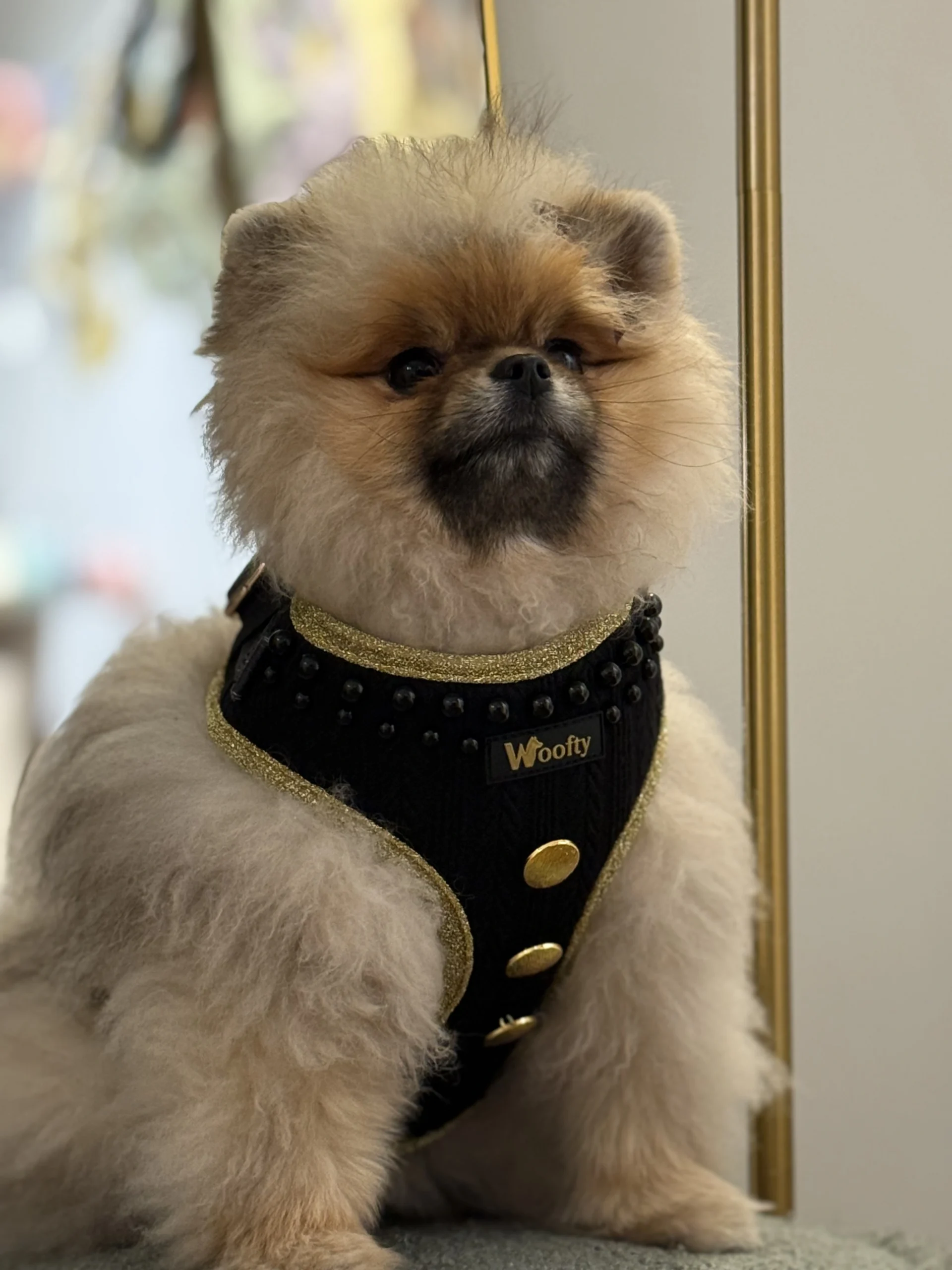 harnais tweed rouge & doré (copie)