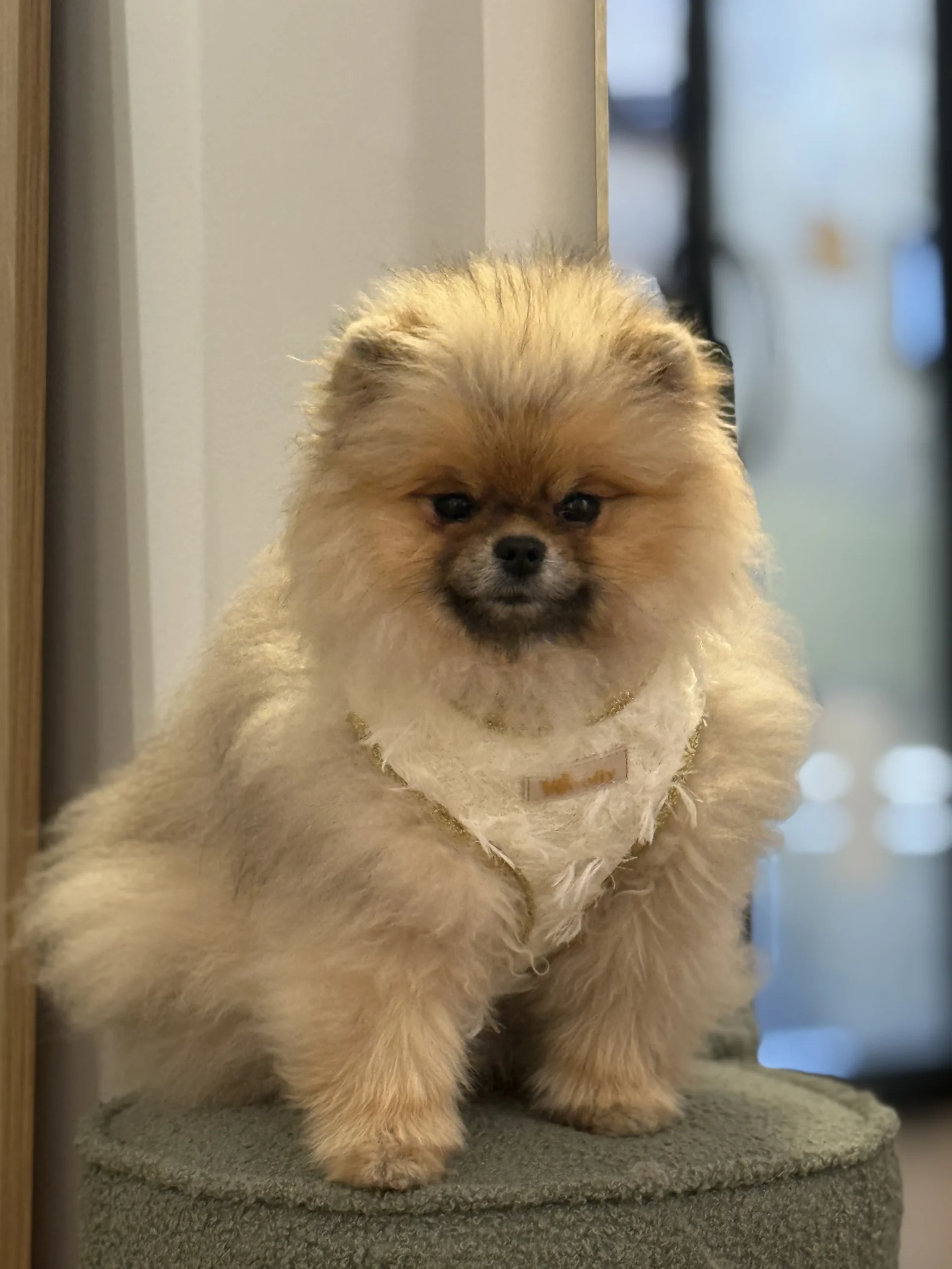 harnais noir & or (copie)