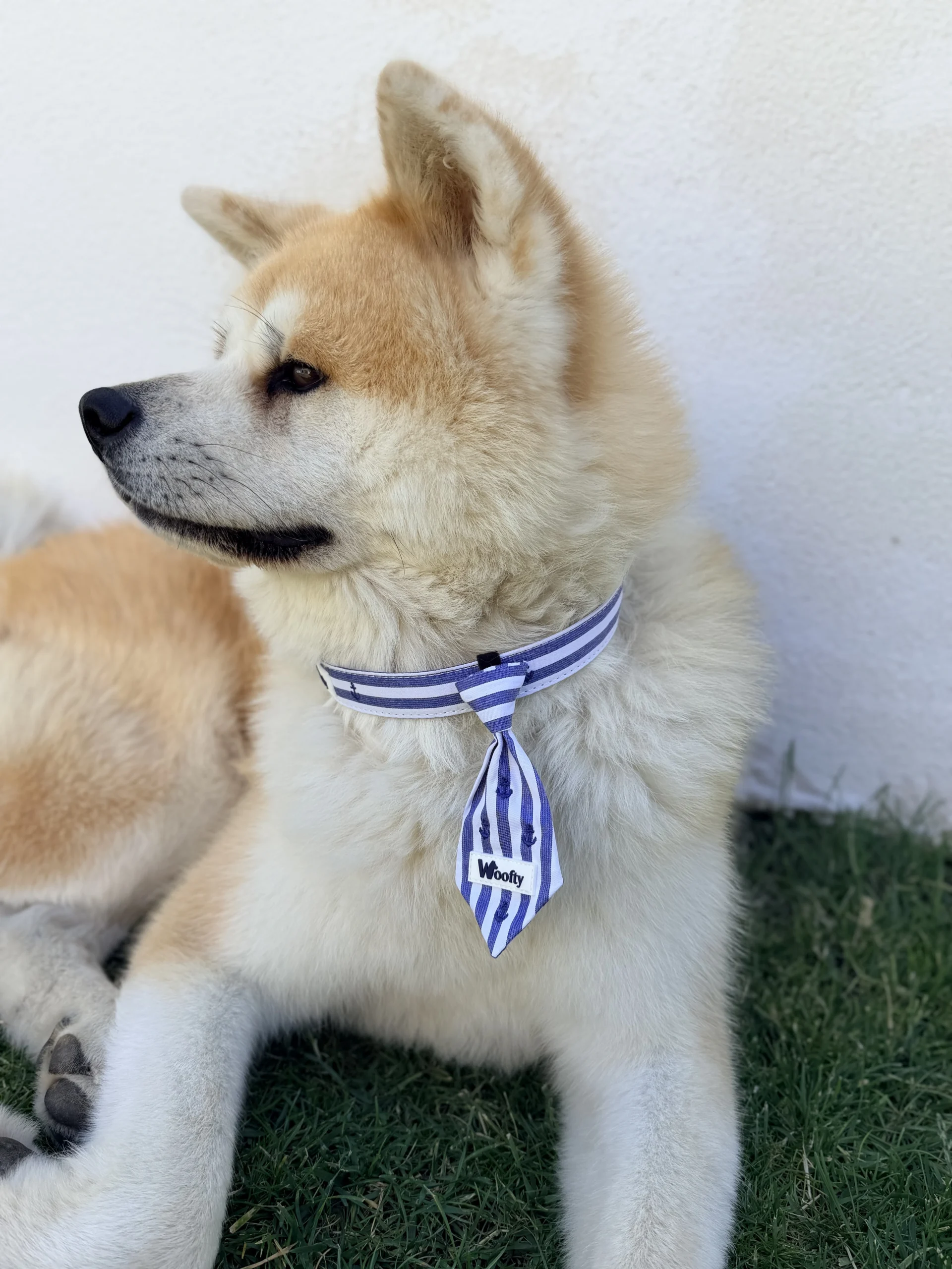 collier cravatte chien pack laisse collier marin mariniere bleu blanc chic tendance style woofty